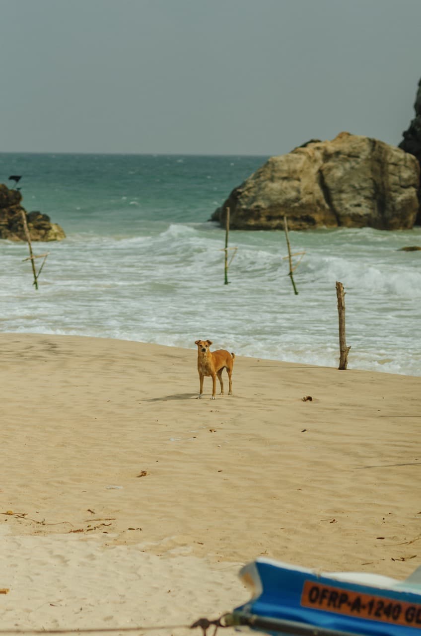 Превью Sri Lanka 2022